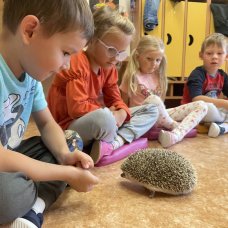 JEŽCI U VČELIČEK A MOTÝLKŮ